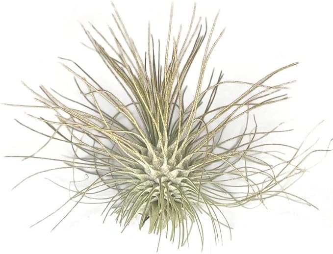Thin Colored Air Plant, Live Tillandsia House Plant, Easy Care Indoor Outdoor, Great Gift, Healthy Arrival Guaranteed, (Gold)