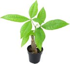 Altman Plants, Live Money Tree Plant, Pachira Aquatica Money Tree, Feng Shui Money Tree Pachira Aquatica Plant, Pachira Plant Bonsai Tree in Planter Pot with Soil, Money Tree Plant Indoor Plants