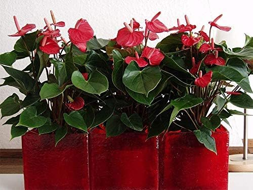 American Plant Exchange Live Anthurium with Red Blooms, Flamingo Flower, Laceleaf, Plant Pot for Home and Garden Decor, 6" Pot