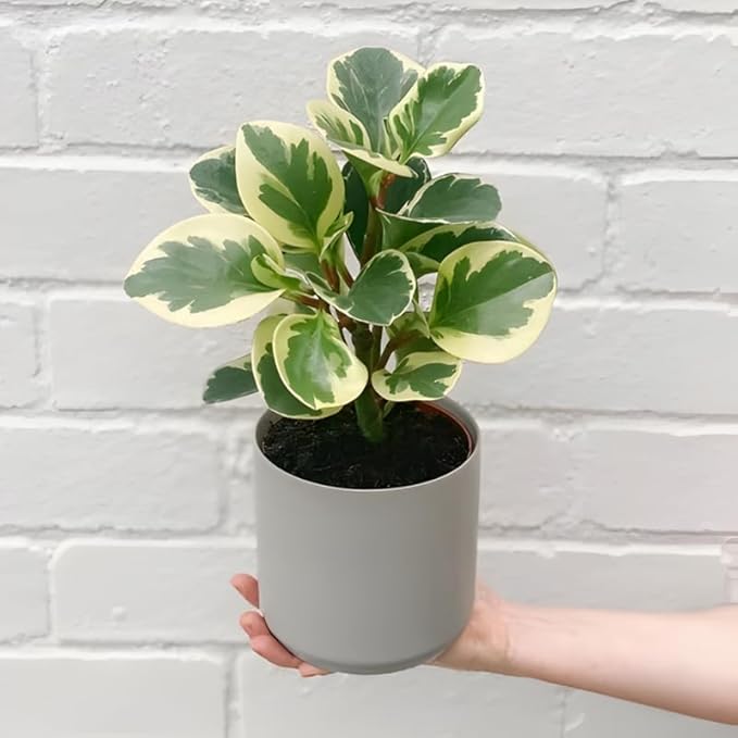 Baby Rubber Plant Live Indoor, Variegated Peperomia Obtusifolia Plant in 4'' Inch Pot, Low-Maintenance Peperomia Live Plant, Ideal Plant for Home & Office