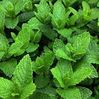 Strawberry Mint Plants Live, Mint Plants for Inside and Home Décor, 3-Inch Potted Fresh Herb for Kitchen Gardens and Indoor Outdoor Growing