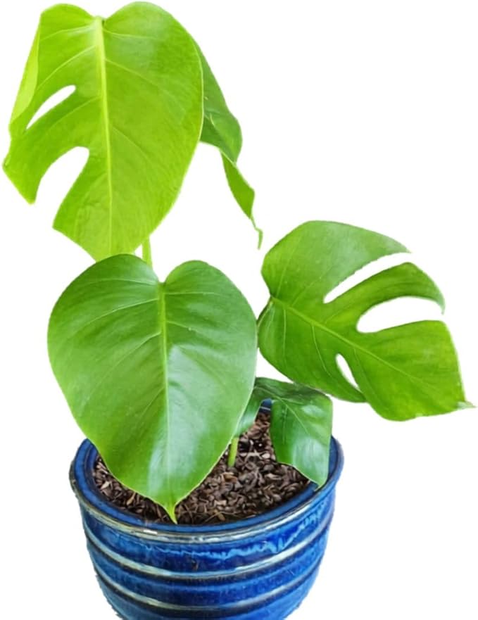 LEAL PLANTS ECUADOR Monstera Deliciosa Live Plant| Large Indoor Swiss Cheese Plant | Tropical Air-Purifying Houseplant with Unique Perforated Leaves | Easy Care Monstera Indoor House Plant