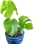 LEAL PLANTS ECUADOR Monstera Deliciosa Live Plant| Large Indoor Swiss Cheese Plant | Tropical Air-Purifying Houseplant with Unique Perforated Leaves | Easy Care Monstera Indoor House Plant