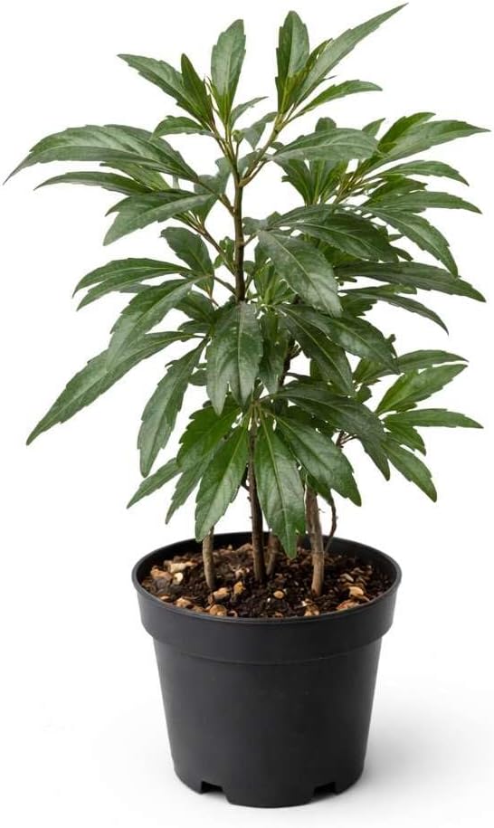 Aralia Green Live Plant for Indoor | Different Houseplants in 4'' & 6'' Pot | Real House Plant for Living Room, Office, Desk & Bathroom | Aralia Polyscias