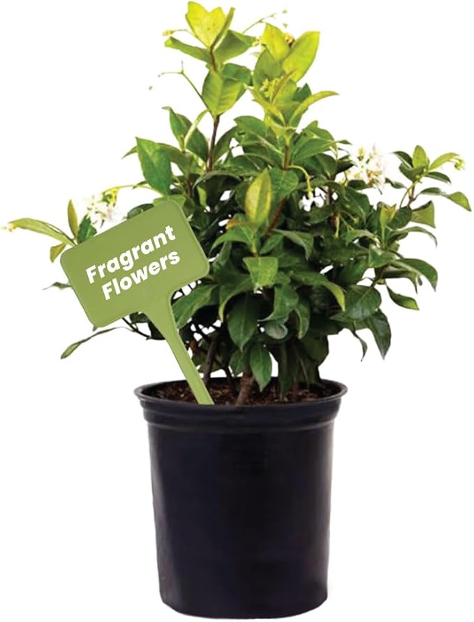 American Plant Exchange Live Confederate Jasmine – 6-Inch Pot – Fragrant Flowering Vine with Glossy Green Leaves, Easy Care Outdoor Plant for Patios, Trellises, Gardens & Landscape Décor