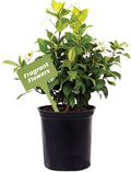 American Plant Exchange Live Confederate Jasmine – 6-Inch Pot – Fragrant Flowering Vine with Glossy Green Leaves, Easy Care Outdoor Plant for Patios, Trellises, Gardens & Landscape Décor