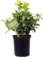 American Plant Exchange Live Confederate Jasmine – 6-Inch Pot – Fragrant Flowering Vine with Glossy Green Leaves, Easy Care Outdoor Plant for Patios, Trellises, Gardens & Landscape Décor