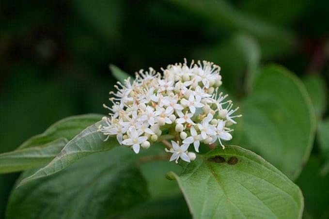 Red Twig Dogwood Shrub/Bush - (Red Osier) - 12-18" Tall Live Plant - Cornus sericea