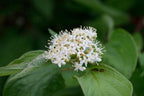 Red Twig Dogwood Shrub/Bush - (Red Osier) - 12-18" Tall Live Plant - Cornus sericea