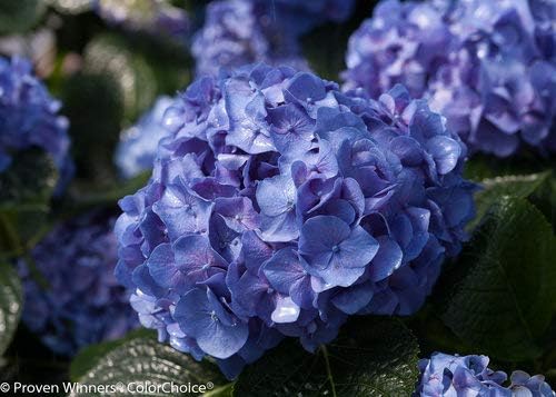Proven Winners - Hydrangea mac. Let's Dance Blue Jangles (Reblooming hydrangea) Shrub, RB pink or blue, #3 - Size Container