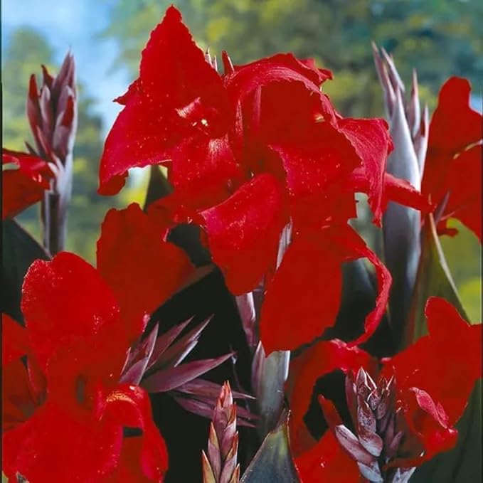 Canna 'Compact Australia', a Great Live Pond Plant for Your Water Garden. Filters The koi and Goldfish Pond. Good for Bogs, Plant Shelf or Shallow Water This marginal Aquatic is a Real Beauty