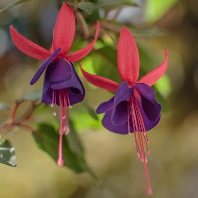 2 Fuchsia Flower Plants, Red Black Fuchsia Plants Well Rooted, 3 to 5 Inch Tall