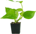 Josh's Frogs Epipremnum aureum Pothos (Jade)