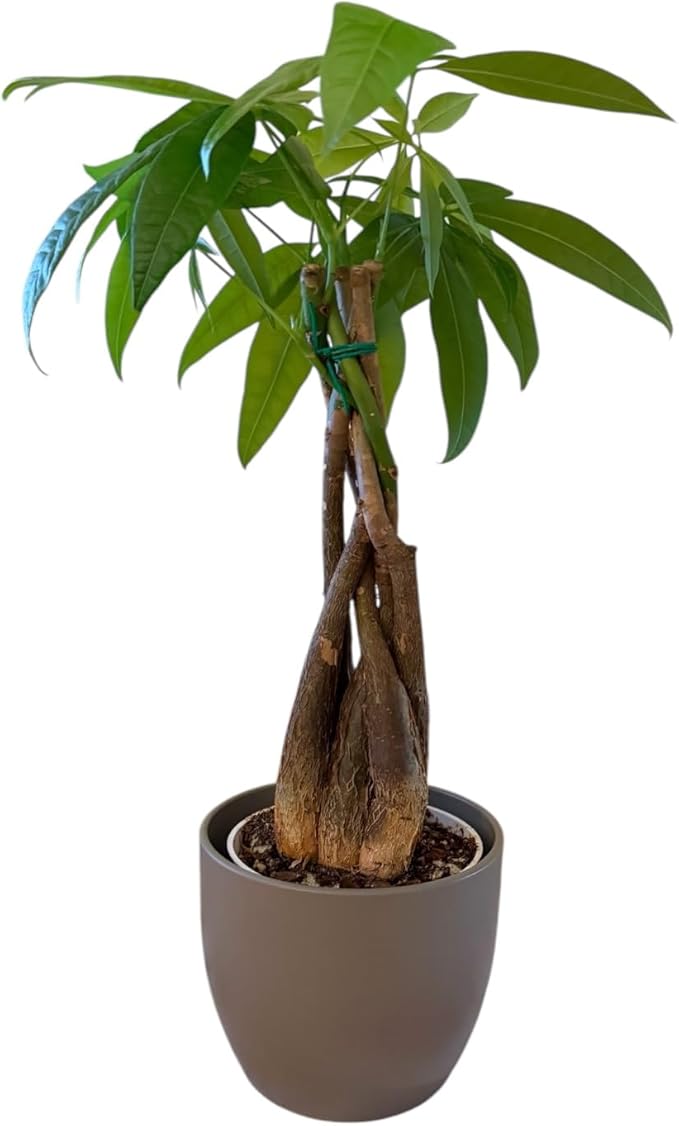 Money Tree Live Plant | 14-22 Inches Tall Bonsai | Easy to Grow Indoor Houseplant | Home, Office, or Room Decor | Birthday, Housewarming Gift (Slate)