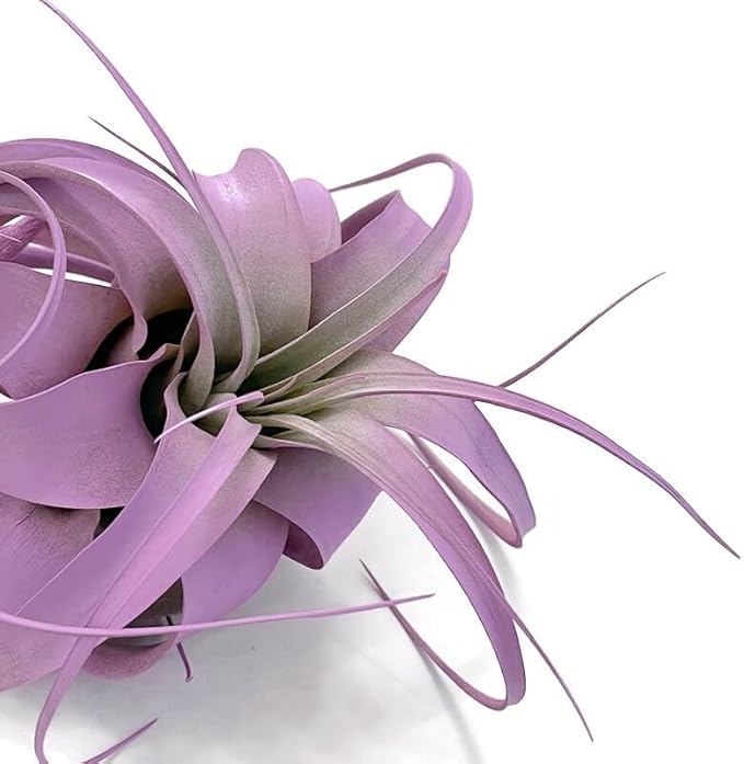 XL Xerographica Colored Air Plant, Live Tillandsia House Plant, Easy Care Indoor Outdoor, Great Gift, Healthy Arrival Guaranteed (Lavender)