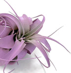 XL Xerographica Colored Air Plant, Live Tillandsia House Plant, Easy Care Indoor Outdoor, Great Gift, Healthy Arrival Guaranteed (Lavender)