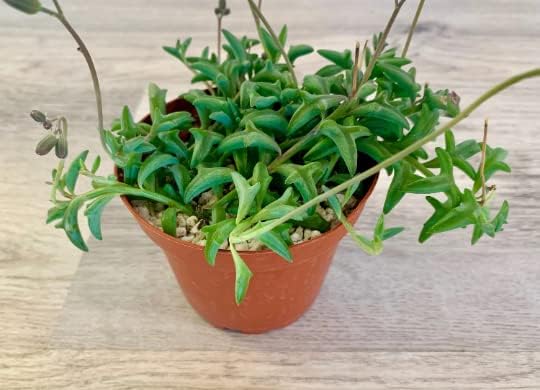 Live Succulent 4" String of Dolphins, Succulents Plants Live, Succulent Plants Fully Rooted, House Plant for Home Office Decoration, DIY Projects, Party Favor Gift by The Succulent Cult