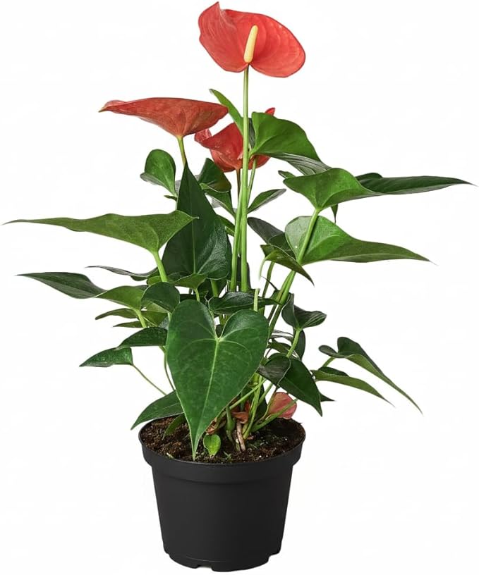 Live Indoor Flowering Houseplants, Anthurium Pink in 6" Grower Pot, Easy Care Houseplants