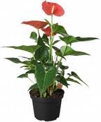 Live Indoor Flowering Houseplants, Anthurium Pink in 6" Grower Pot, Easy Care Houseplants