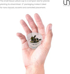 Ultum Nature Systems Live Tissue Culture - Bucephalandra Brownie Phoenix - Easy, Low-Med Light - Dark Green, Red, Purple Accent - Foreground to Midground - 100% Snail Free Grown in-Vitro - Small Cup