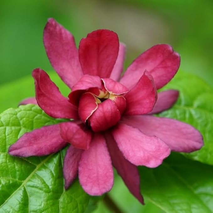 2 Carolina Allspice Bushes (Sweet Shrubs) - 12-18" Tall Live Plants - Fragrant Flowers - Hedge Seedlings - Calycanthus floridus - (2 Pack)