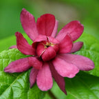 2 Carolina Allspice Bushes (Sweet Shrubs) - 12-18" Tall Live Plants - Fragrant Flowers - Hedge Seedlings - Calycanthus floridus - (2 Pack)