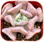 2" Echeveria Cubic Frost Unique Succulents Plants Live, Live Starter Succulent Plants, Easy Care House Plants Rooted in Succulent Soil Mix, By The Succulent Cult