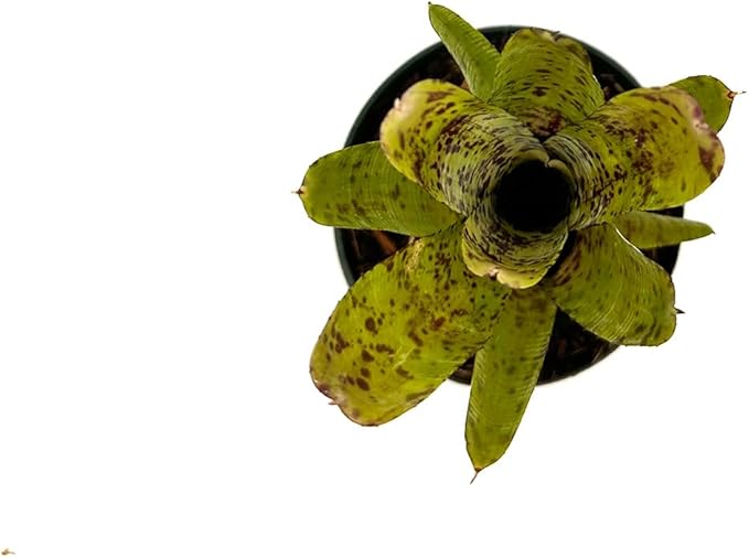 ragnaroc Live Plants – Bromeliad Neoregelia Pauciflora, 4-8" in 4" Pot - 1ct - Live Arrival Guaranteed - House Plants for Home Decor & Gift