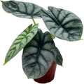 Alocasia Silver Dragon, Super Rare Jewel Alocasia, in 4 inch Pot, Alocasia baginda