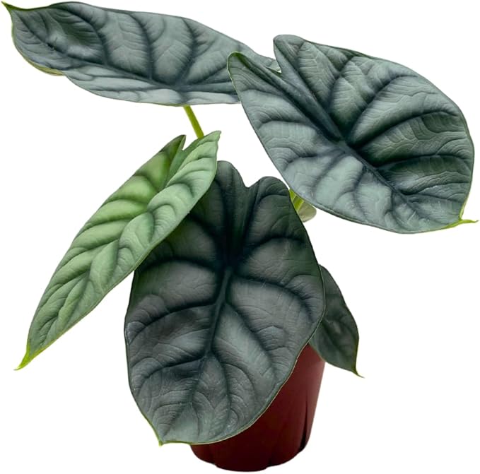 Alocasia Silver Dragon, Super Rare Jewel Alocasia, in 4 inch Pot, Alocasia baginda