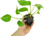 Josh's Frogs Epipremnum aureum Pothos (Jade)
