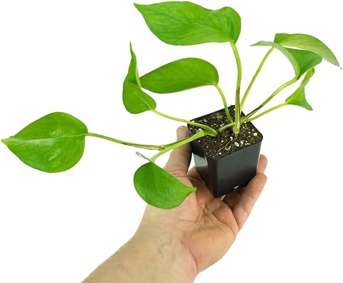 Josh's Frogs Epipremnum aureum Pothos (Jade)