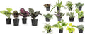 Calathea Prayer Plants Live House Plants Kit (4 PK), Calathea Plant Live Indoor Plants & Easy to Grow Houseplants (12 Pack) Live House Plants in Plant Containers