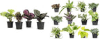 Calathea Prayer Plants Live House Plants Kit (4 PK), Calathea Plant Live Indoor Plants & Easy to Grow Houseplants (12 Pack) Live House Plants in Plant Containers