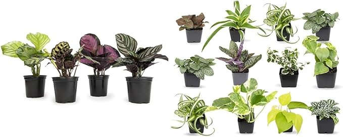 Calathea Prayer Plants Live House Plants Kit (4 PK), Calathea Plant Live Indoor Plants & Easy to Grow Houseplants (12 Pack) Live House Plants in Plant Containers