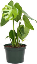 American Plant Exchange Monstera Deliciosa - Live 6-Inch Pot, Easy-Care Split Leaf Vine, Low-Maintenance Air Purifying Houseplant for Home, Office & Garden Décor