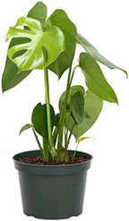 American Plant Exchange Monstera Deliciosa - Live 6-Inch Pot, Easy-Care Split Leaf Vine, Low-Maintenance Air Purifying Houseplant for Home, Office & Garden Décor
