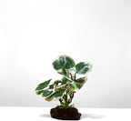 JGbaby Artificial Aquarium Plants,Fish Tank Decorations Betta Leaf Hammock 4in Realistic Silk & Plastic Plants, Hideout Decor for Betta. Goldfish,Reptiles,Small Tanks (Green Type-E)