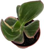 Cream & Green Jade Plant-Crassula ovata VAR. - 2.5" Pot