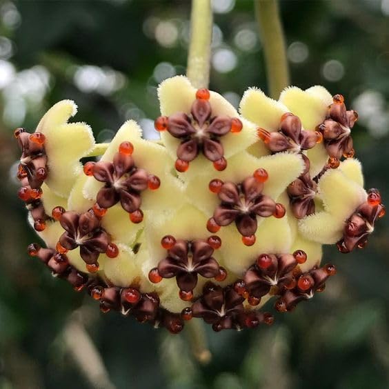Hoya Kerrii with Heartshape Leaves Live Hoya Plant Great Gift for Mothers and Loved Ones Sweetheart Hoya Live Plant (Hoya Kerrii in 4" Pot, 7-10 Leaves Plant)