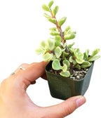 Elephant Bush Portulacaria afra - Live Succulent Plant, 2 Inch Plastic Pot, Small Round Green Leaves on Woody Stems, Easy Care Pet Friendly Indoor Outdoor Plant for Bonsai, Home Decor, Plant Gifts