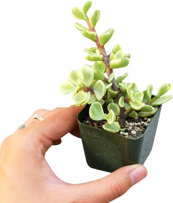 Elephant Bush Portulacaria afra - Live Succulent Plant, 2 Inch Plastic Pot, Small Round Green Leaves on Woody Stems, Easy Care Pet Friendly Indoor Outdoor Plant for Bonsai, Home Decor, Plant Gifts
