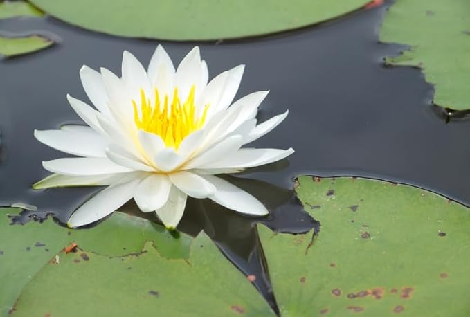 Live Hardy Water Lily Tubers Rhizomes Bulb Seed Nymphaea Aquatic Pond Plants Water Gardens Pre-Grown Flower in White Pink Red Yellow Orange Blue Purple (1, White Hardy Pond Lily)