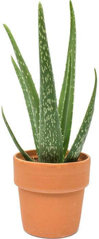 Aloe Vera Live Plant for Indoor | Different Houseplants in 4'' & 6'' Pot | Real House Plant for Living Room, Office, Desk & Bathroom