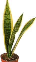 Snake Plant Laurentii | Sansevieria Trifasciata Live Plant for Indoor | Different Houseplants in 4'' & 6'' Pot | Real House Plant for Livingroom | Mother-in-law's Tongue