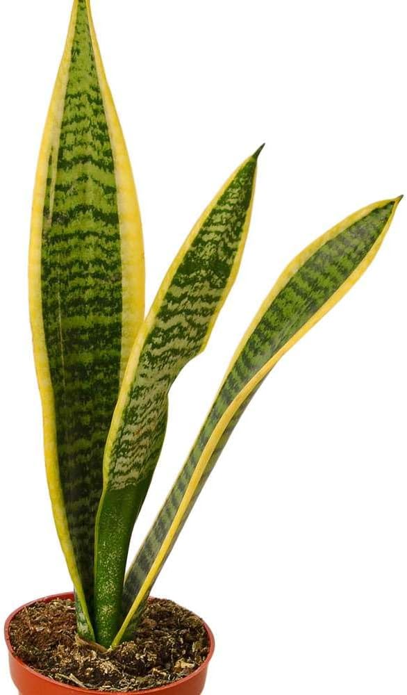 Snake Plant Laurentii | Sansevieria Trifasciata Live Plant for Indoor | Different Houseplants in 4'' & 6'' Pot | Real House Plant for Livingroom | Mother-in-law's Tongue