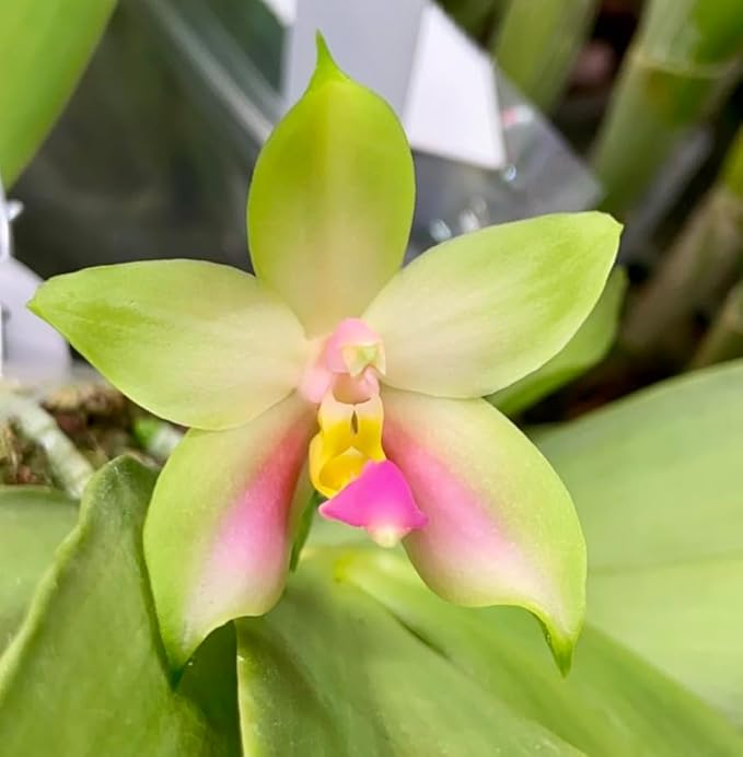 Phalaenopsis Bellina (Pink) 'Patrick' – Miniature Orchid with Elegant Pink Blooms, Easy to Grow & Care