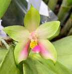 Phalaenopsis Bellina (Pink) 'Patrick' – Miniature Orchid with Elegant Pink Blooms, Easy to Grow & Care
