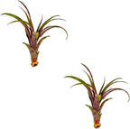 ragnaroc Air Plants - Tillandsia Red Capitata, Large 5-7” - 2 ct - Live Arrival Guaranteed - House Plants for Home Decor & Gift