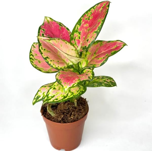 Aglaonema Pink Beauty Live Plant in 2" Pot – Chinese Evergreen Pink Beauty – Easy to Grow Air Purifying Indoor Houseplant for Home, Office, Wedding Decor & Birthday Gift(Heat Pack Included)